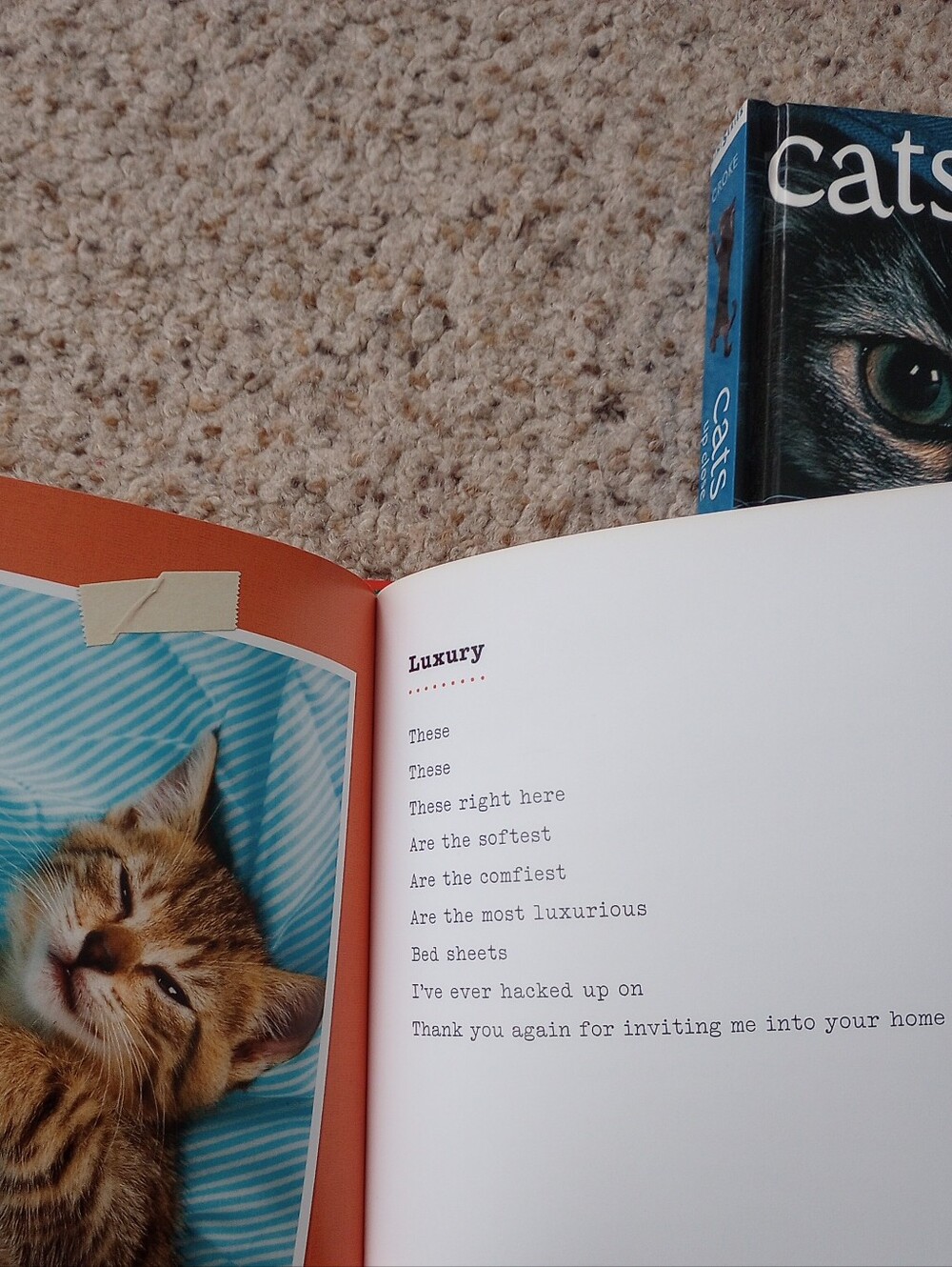 Lot Of Cat Books 5 Total Cats Kittens Cute Pictures Facts - Picture 9 of 13